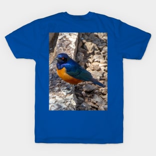 Stunning Blue and Orange Starling Bird of Africa T-Shirt